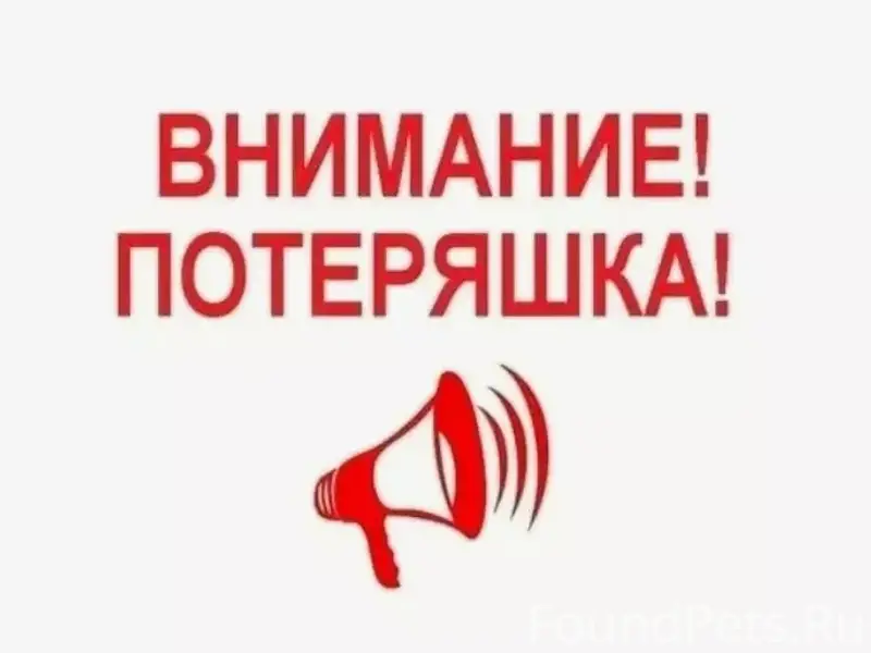 Найдена беременная кошка, Борисоглебская слобода