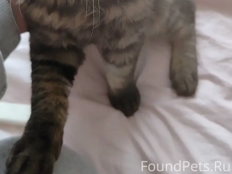 Пропал кот Камыш, Орехово-Зуево