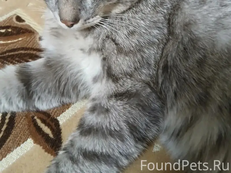 Пропал кот, Октябрьский посёлок