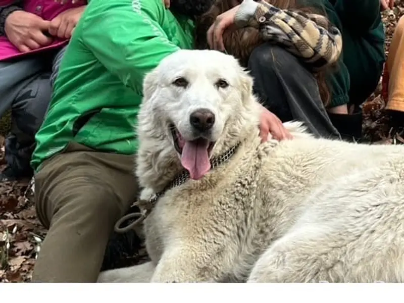 Пропала алабай Буся, Инкерман, Севастополь
