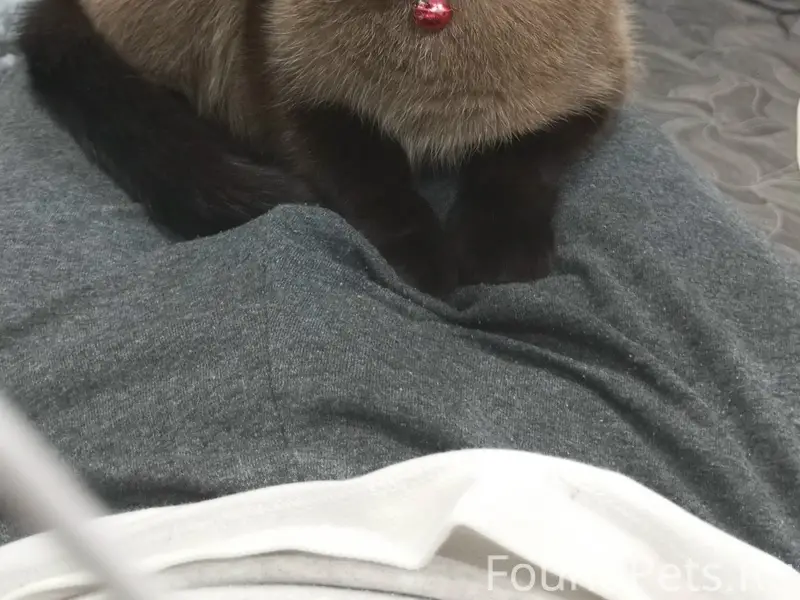 Пропала кошка, Деповская 4