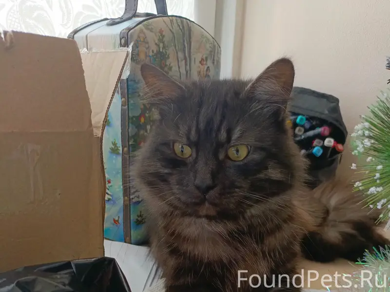 Пропал серо-голубой кот Малыш, Колобова