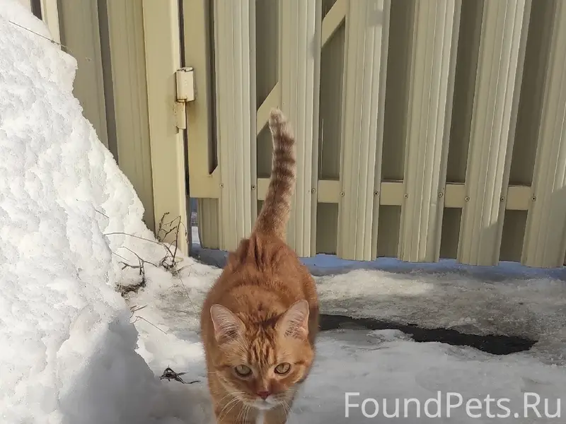 Пропал рыжий кот Фокс, Красная Поляна