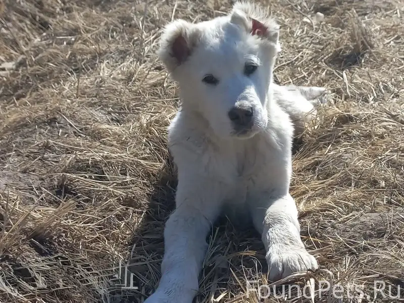 Пропал щенок среднеазиатской овчарки, район Южный, Смоленск