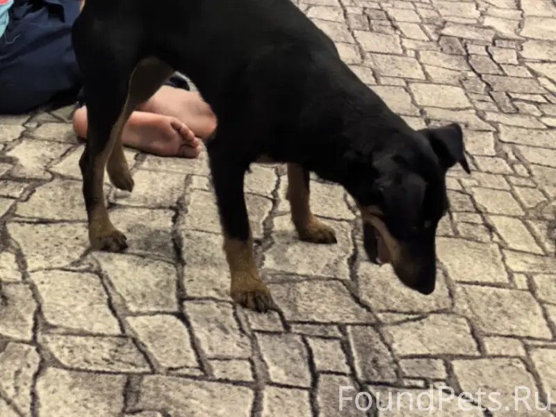 Пропала собака, улица Крылова