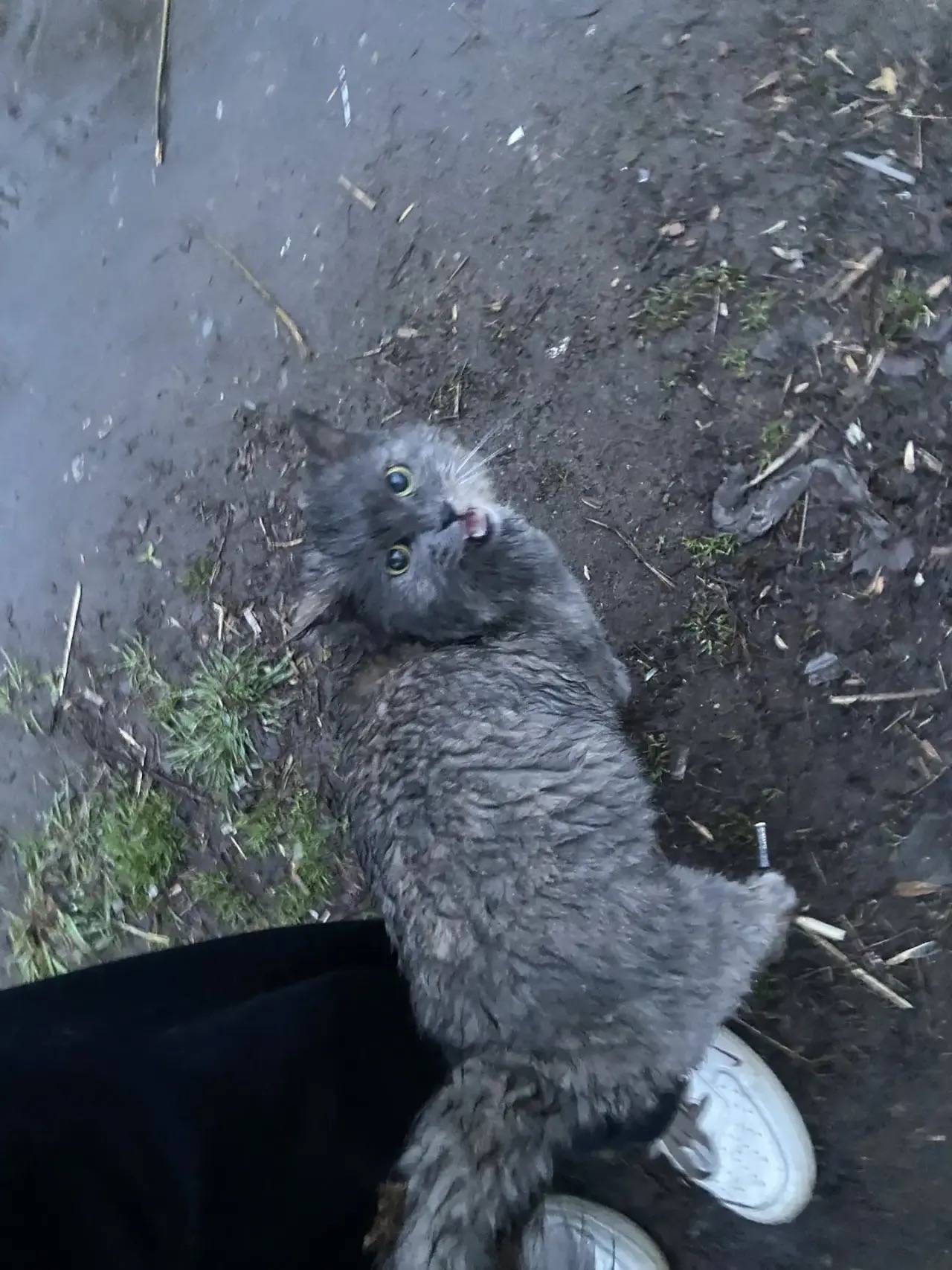 Найдена кудрявая кошка, без дома