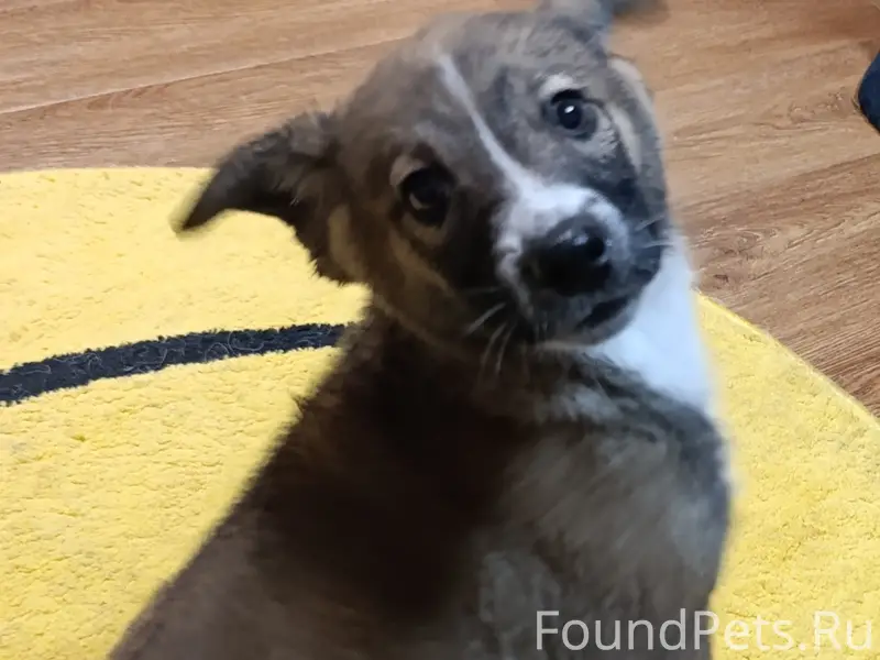 Найден щенок, въезд в СНТ «Плодовое»