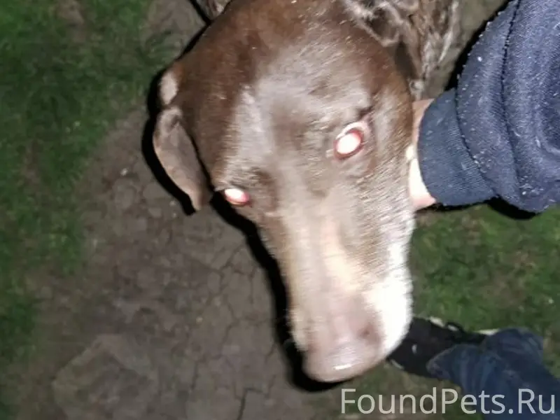 Пропала собака, Тимашевск