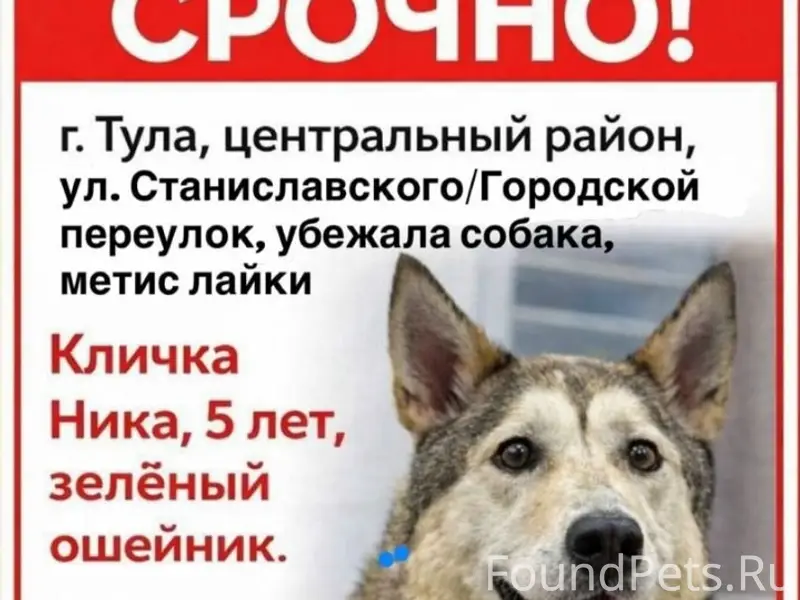 Пропала собака