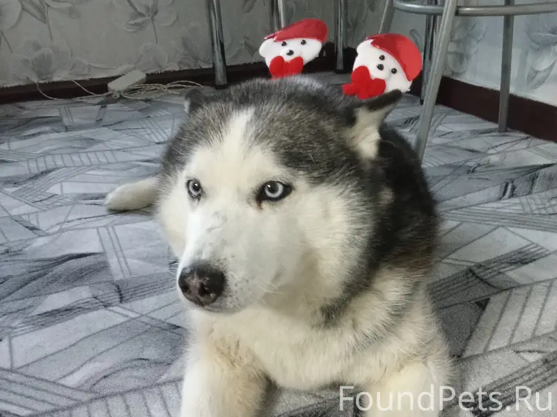 Пропала хаски Грета, с. Руч