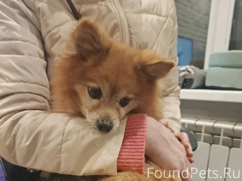 Найден шпиц, Советский район