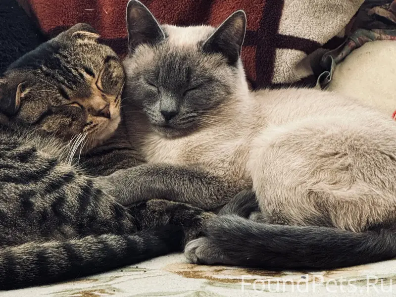 Пропал вислоухий кот Чивас, район горы, улица Калинина