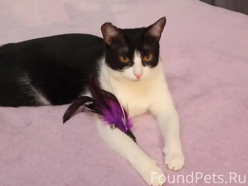 Пропала кошка