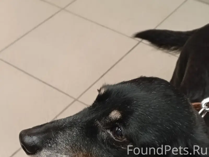 Найден пёс, Мебельная 19 к 2