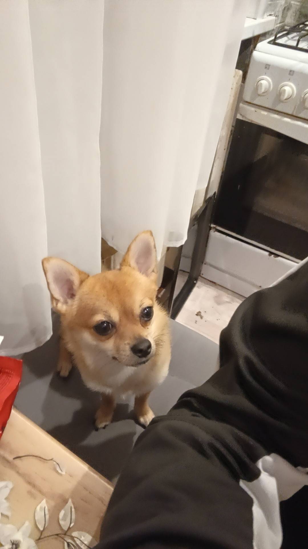 Пропал щенок Малыш, Валуйки