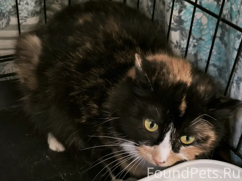 Пропала чёрная кошка, Бл.