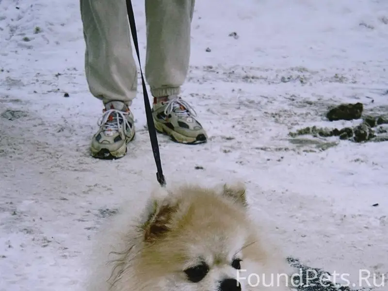 Пропала собака, ул. Боровая