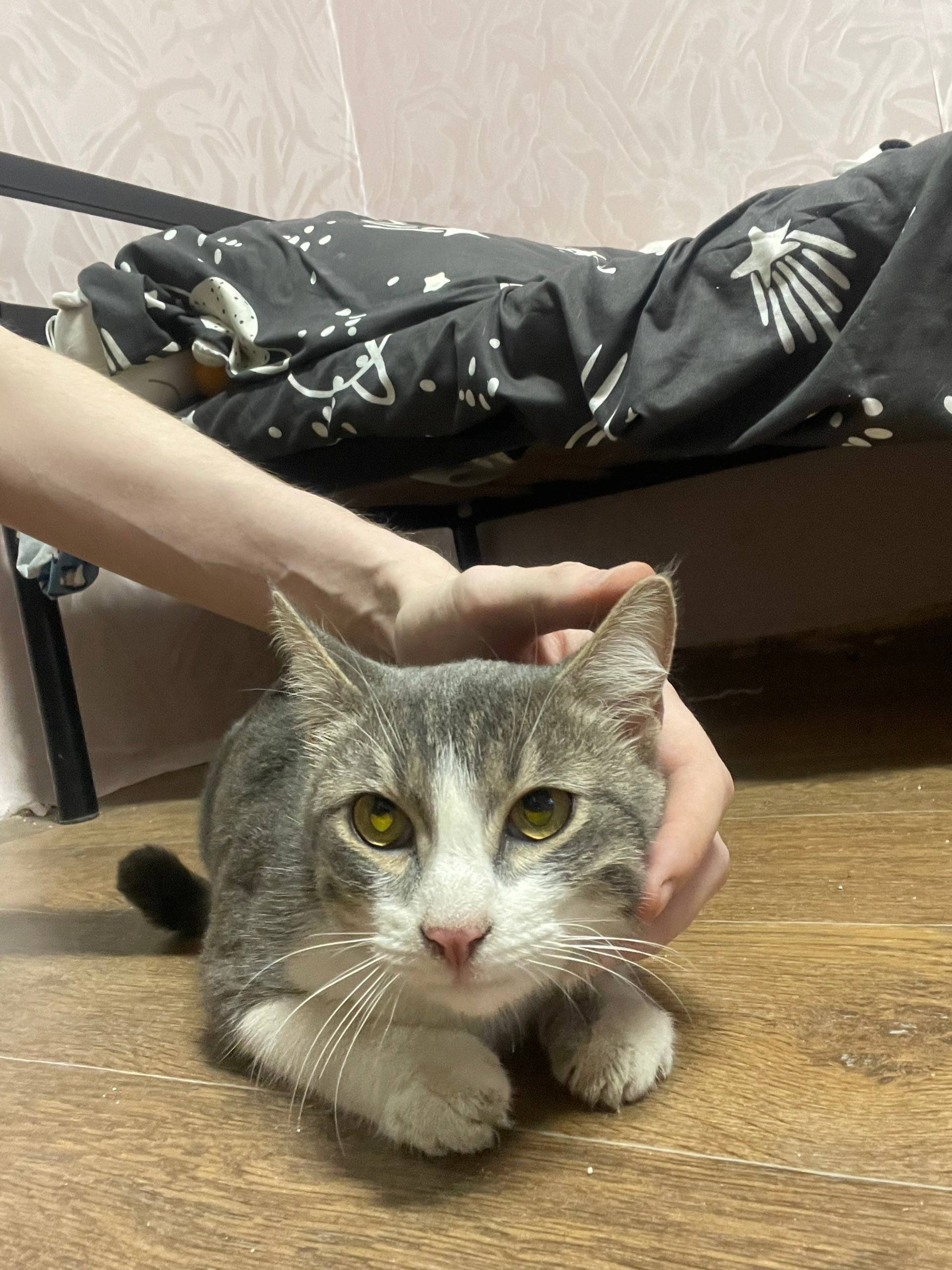 Найден кот, улица Строкина