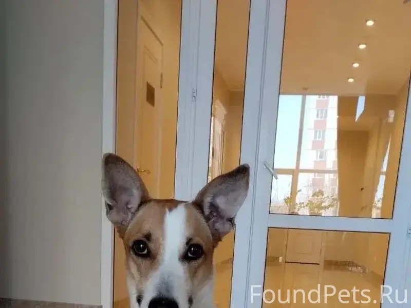 Пропала Собака Казань