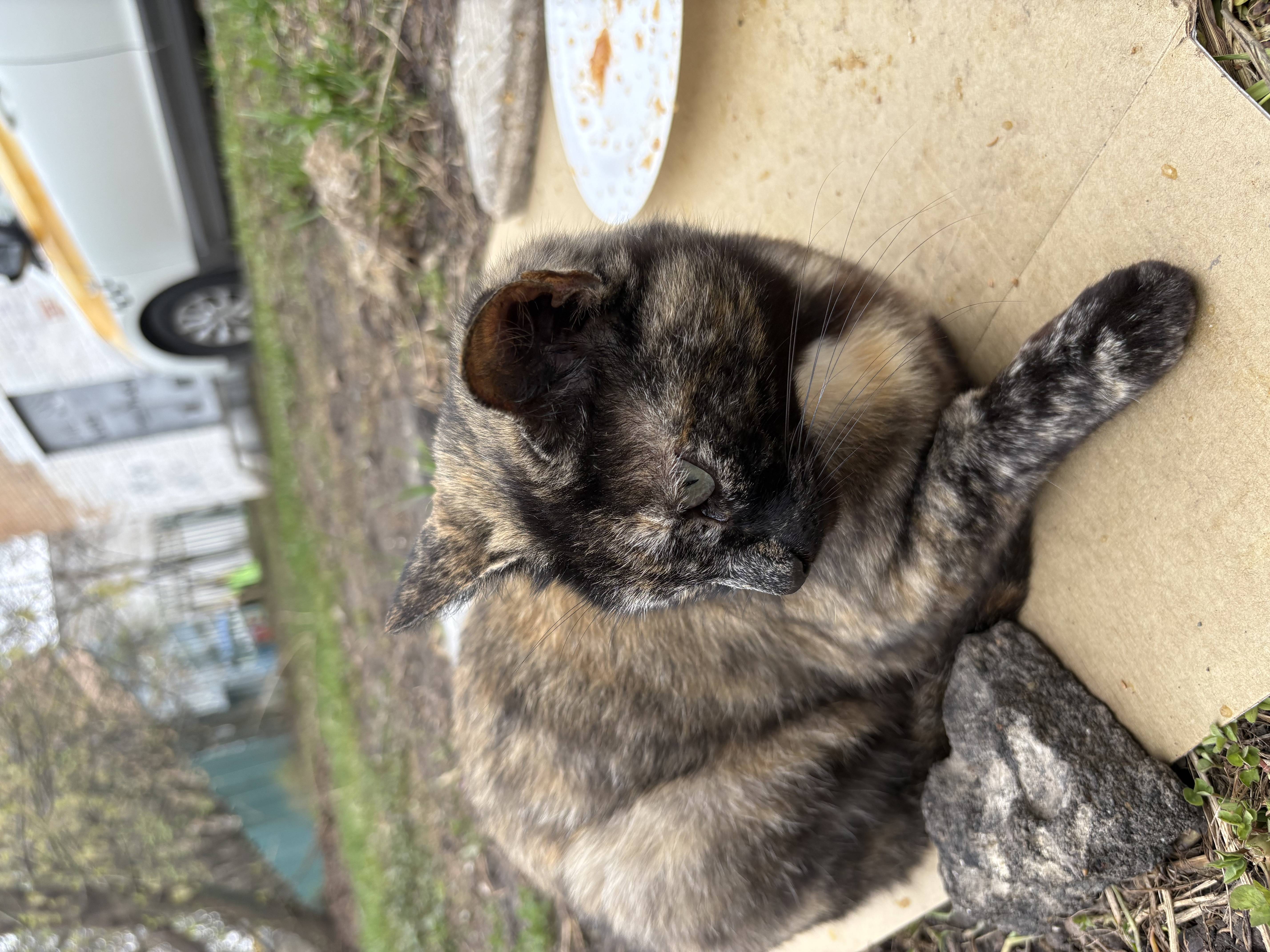 Найдена разноцветная кошка Одинцово