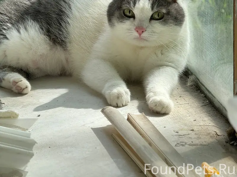 Пропала Ласка