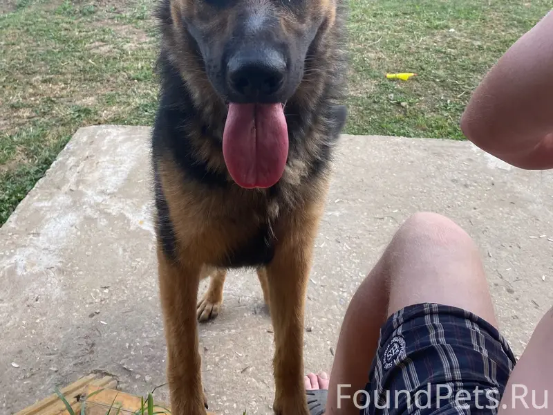 Пропала собака Дина, Серебряные Пруды