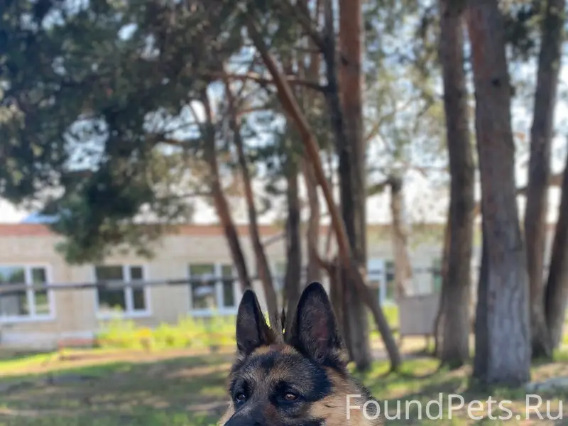 Пропал пёс, зелёный ошейник