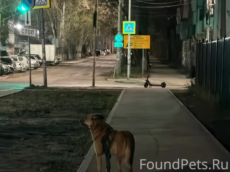 Пропала собака, переулок Водителей