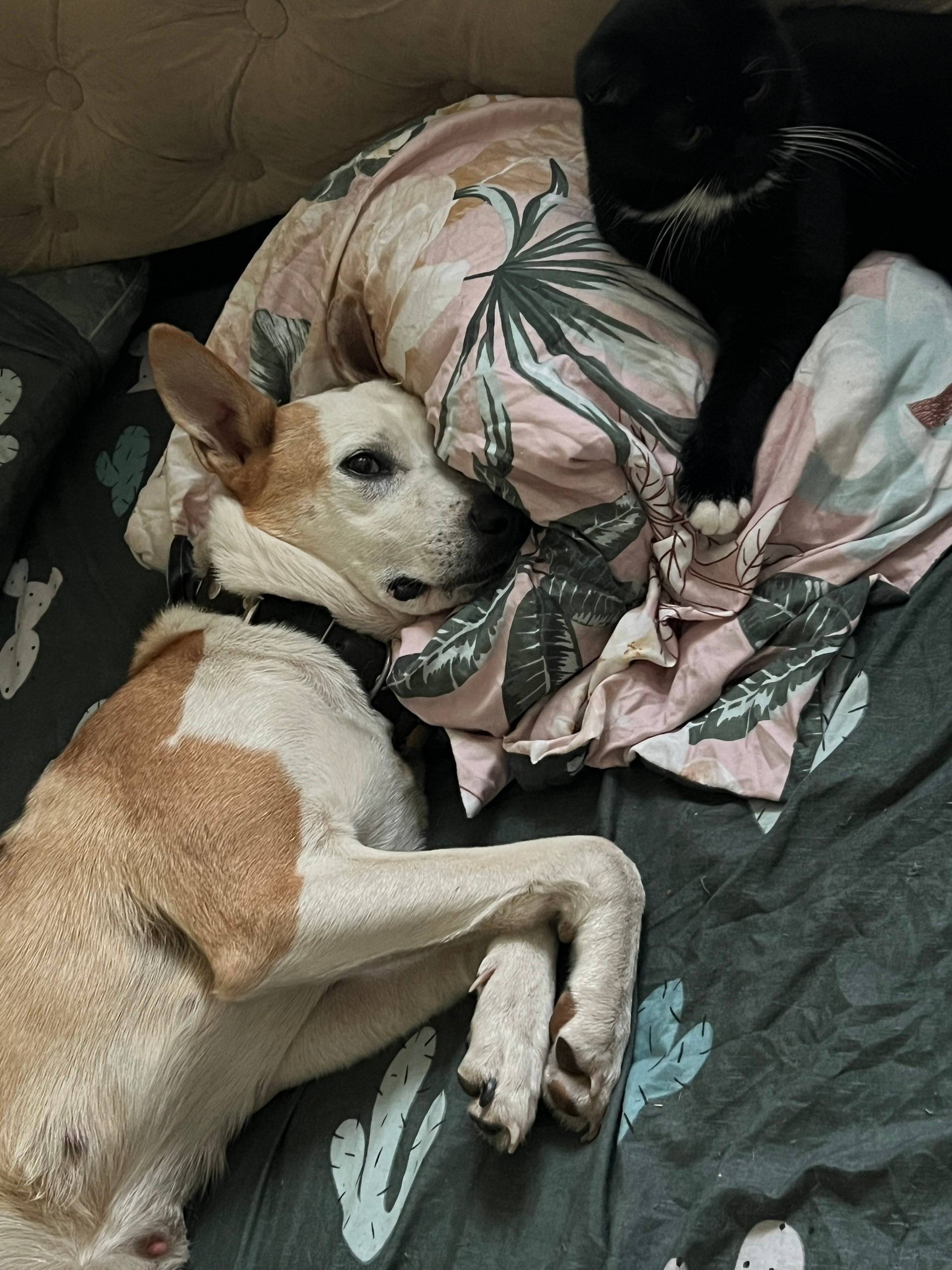 Пропала собака Булка, Городец