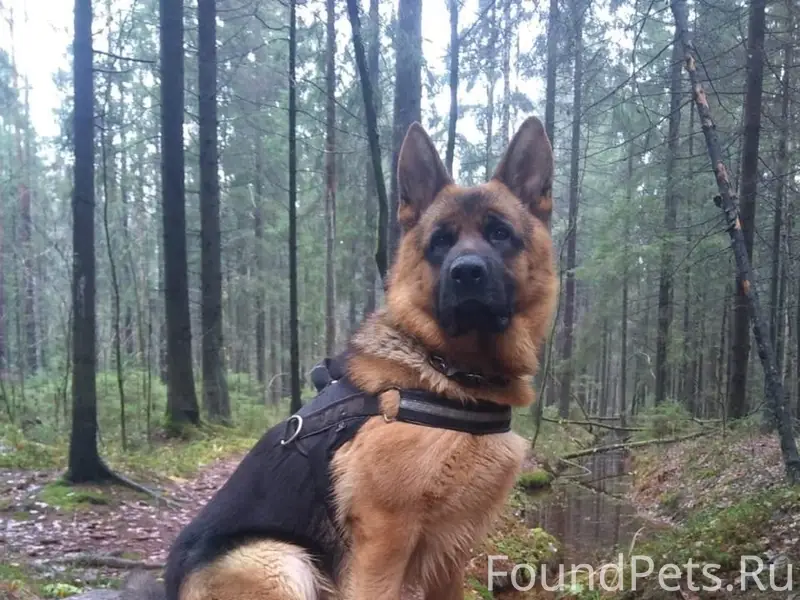 Пропал чепрачный Ник, немецкая овчарка, Плинтовка