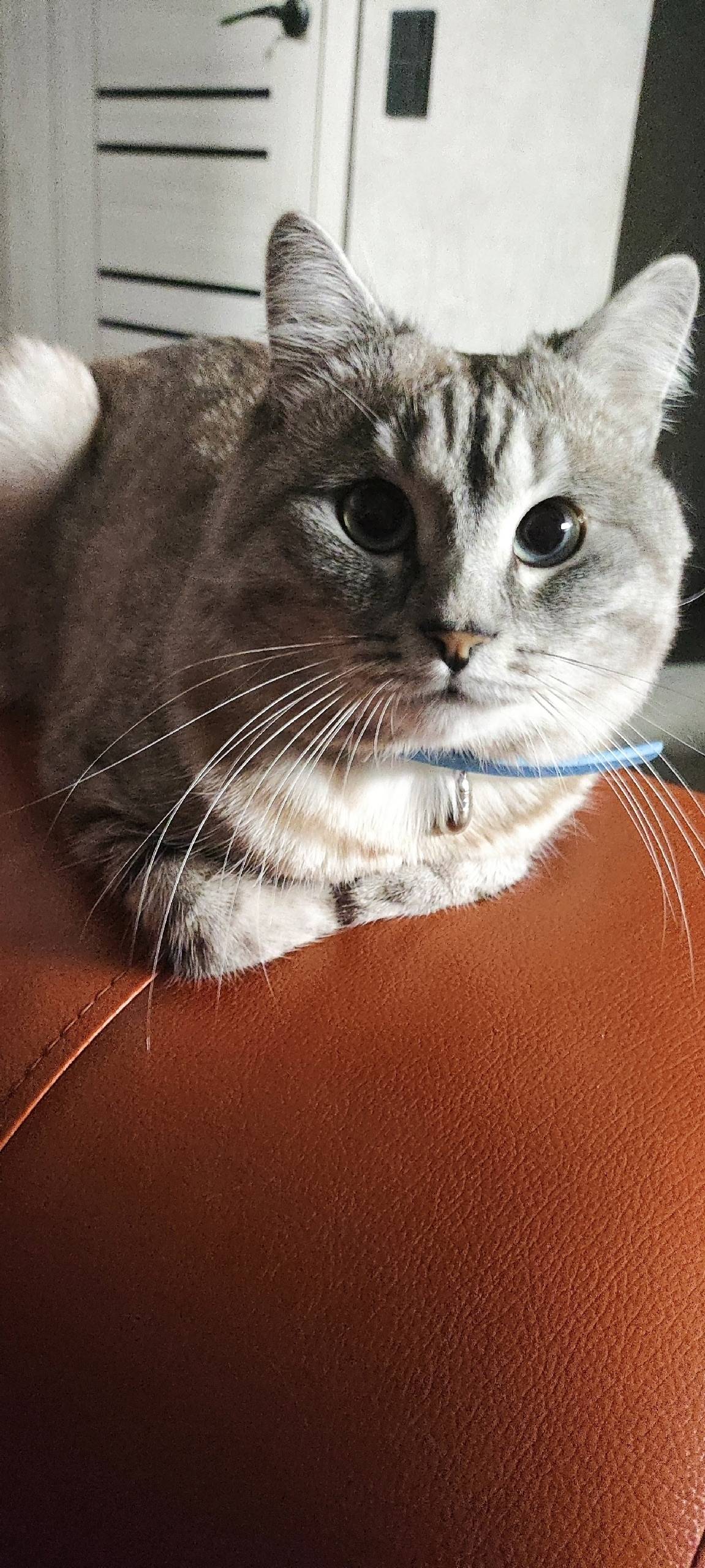 Пропал кот Снежок, Сургут