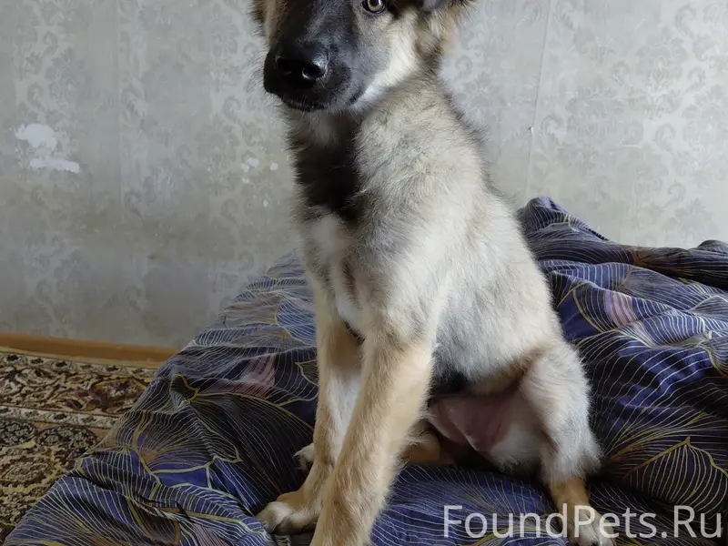 Пропал щенок, девочка, зовут Белла