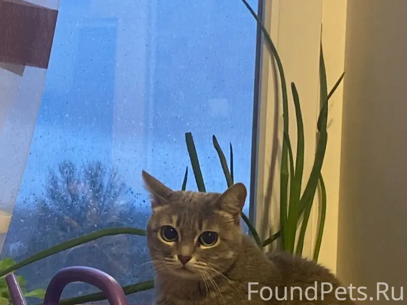 Пропала кошка Масяня, дом отдыха, ул. Свердлова 7