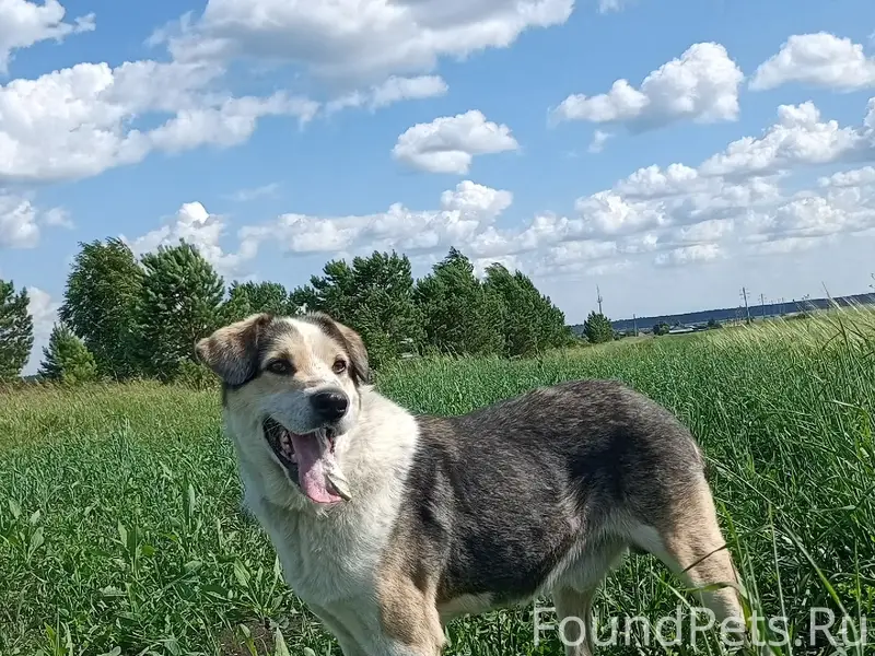 Пропал пёс, с. Писанец
