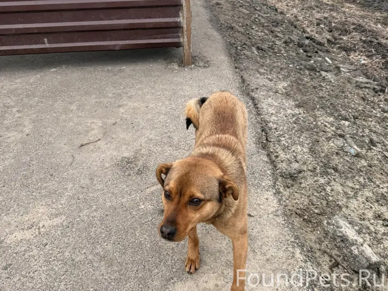 Найден рыжик, трасса Глазуновка — Змиёвка