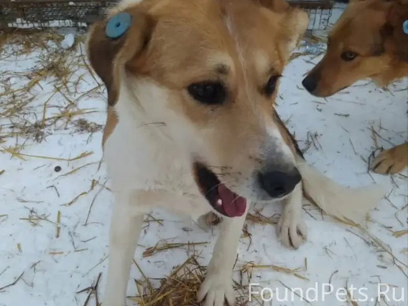 Пропала собака, 4-я Линия