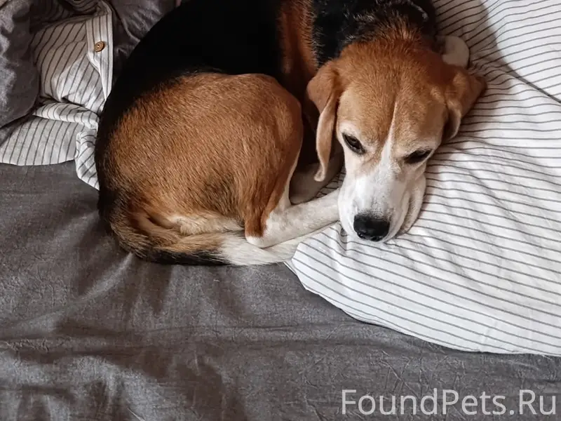 Пропал бигль Шерлок, деревня Отводное и Передельцы