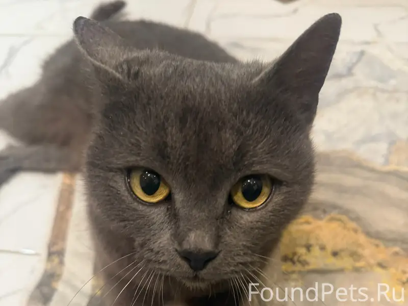 Найдена кошка, г. Михайловск