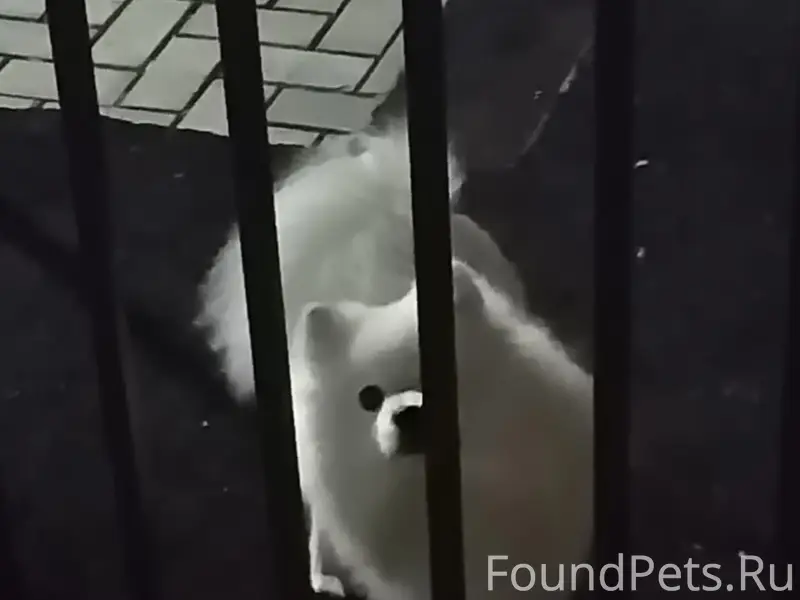 Пропал японский шпиц, Елабуга, Пионерский парк