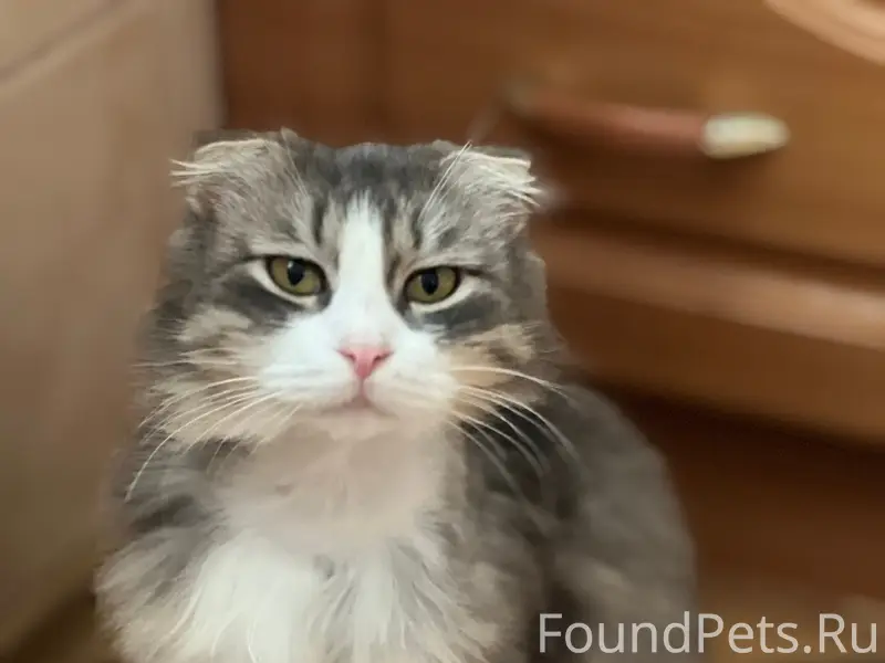 Пропала вислоухая кошка Сима, СНТ Залив