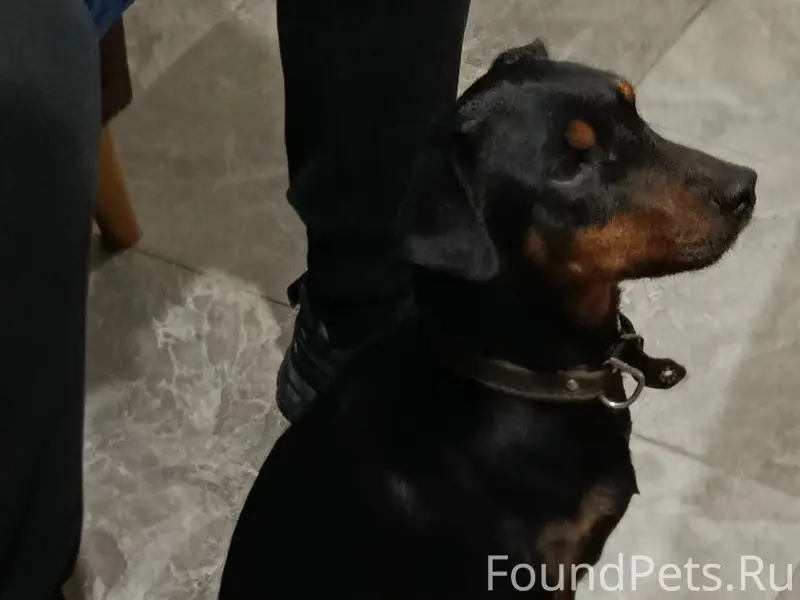 Пропал яхт терьер, район парка Победы