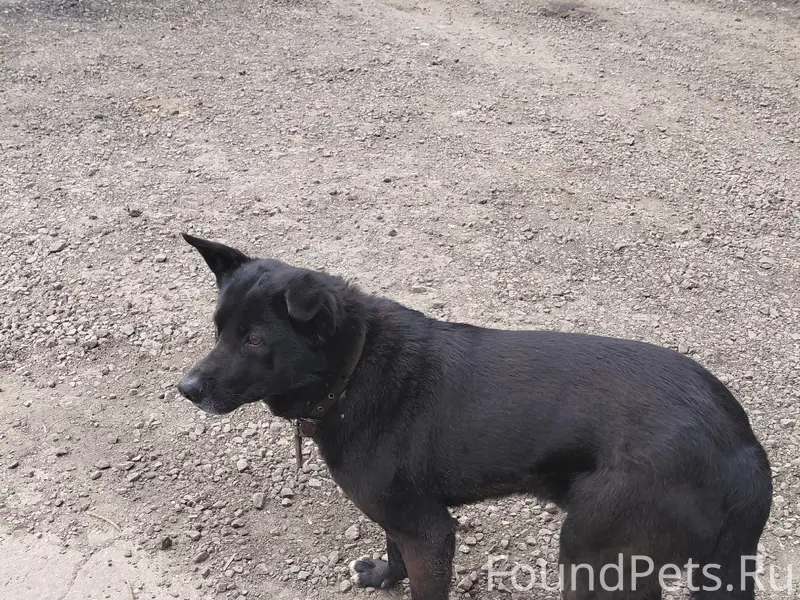 Найден пёс, хромает лапа, на металлоприёмке (Мельничная 8)