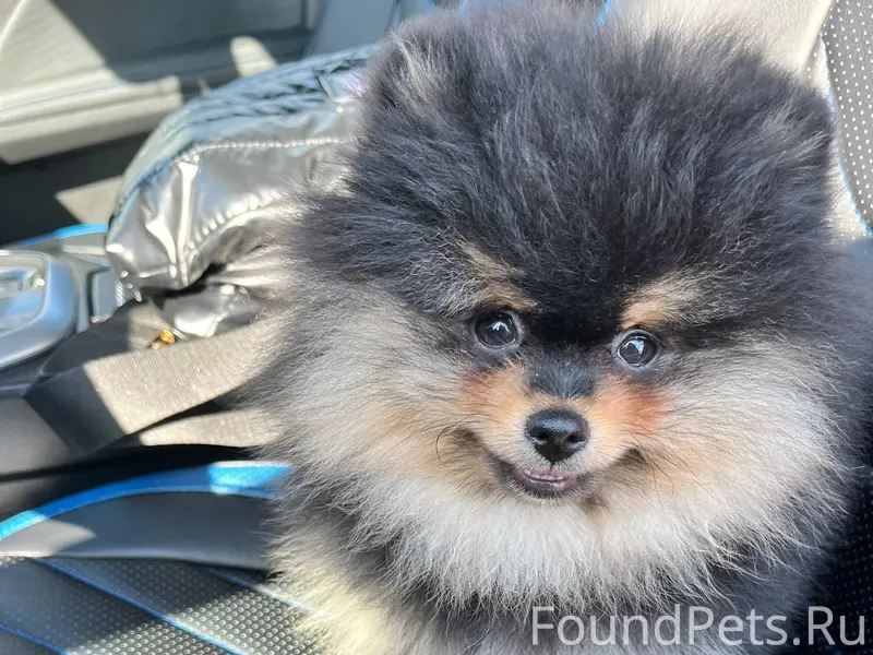 Пропал шпиц, Пирогова 26