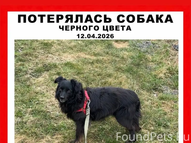 Пропала собака, пугливая, Кавголовские холмы