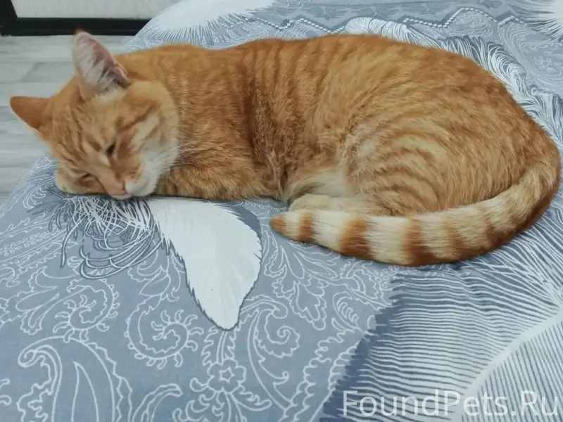 Пропал кот, район ул. Ленина и ул. Садовая