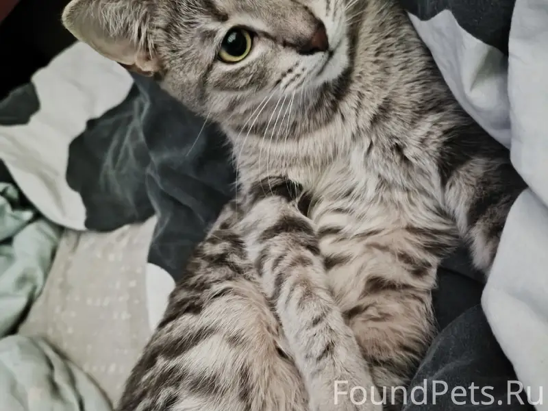 Пропала кошка Луна, г. Колпино