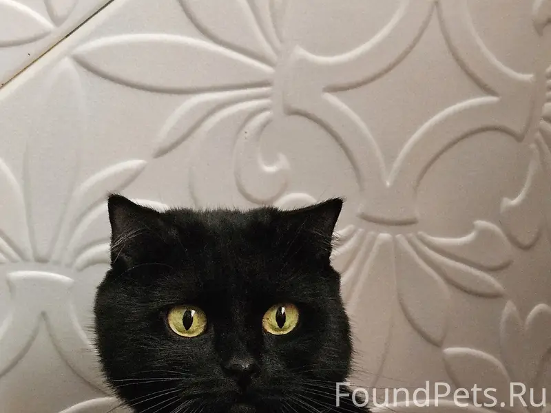 Пропала гладкошёрстная кошка, Шацк