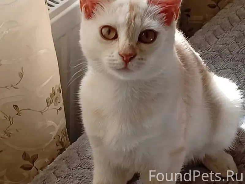 Пропала кошка Карамелька, район улиц им. Алексея Крамаренко
