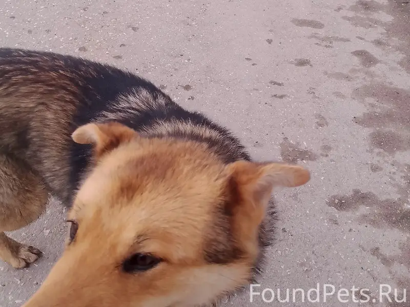 Пропал пёс с ошейником, [место не указано]