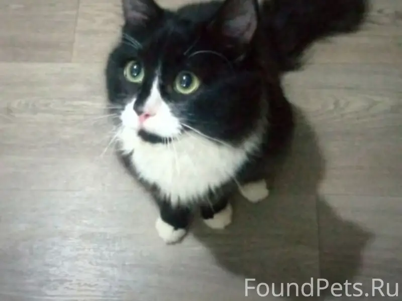 Найдена кошка Мироша